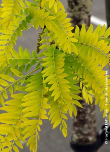 GLEDITSIA triacanthos SUNBURST