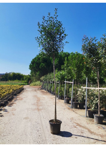 PHOTINIA fraseri RED ROBIN forme tige hauteur du tronc 180-200 cm