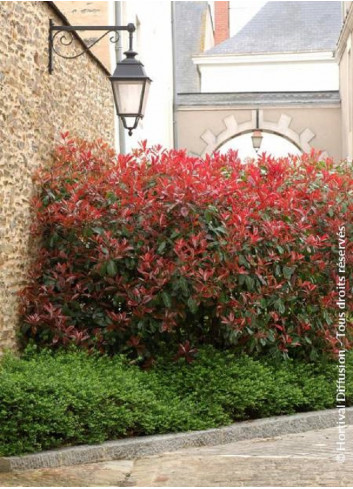 PHOTINIA fraseri RED ROBIN