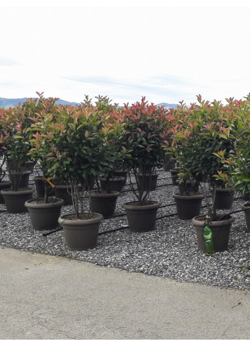 PHOTINIA fraseri RED ROBIN En pot forme cépée