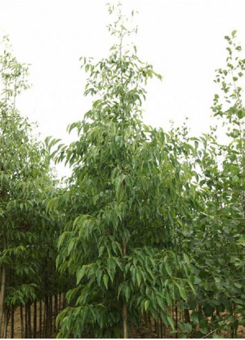 ALNUS spaethii