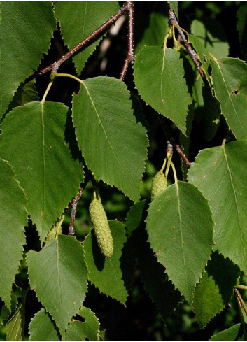 BETULA papyrifera