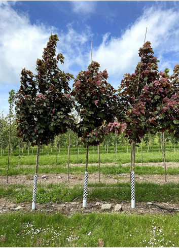 ACER pseudoplatanus SPAETHII