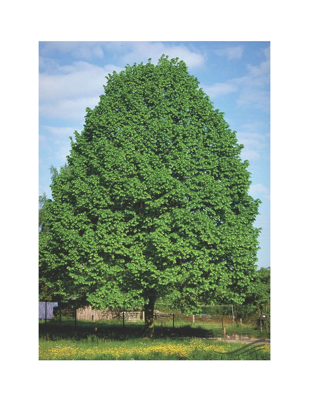 TILIA cordata