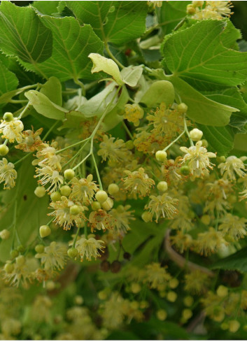 TILIA cordata