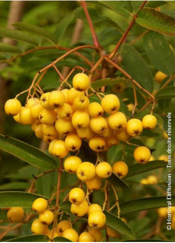 SORBUS aucuparia FASTIGIATA