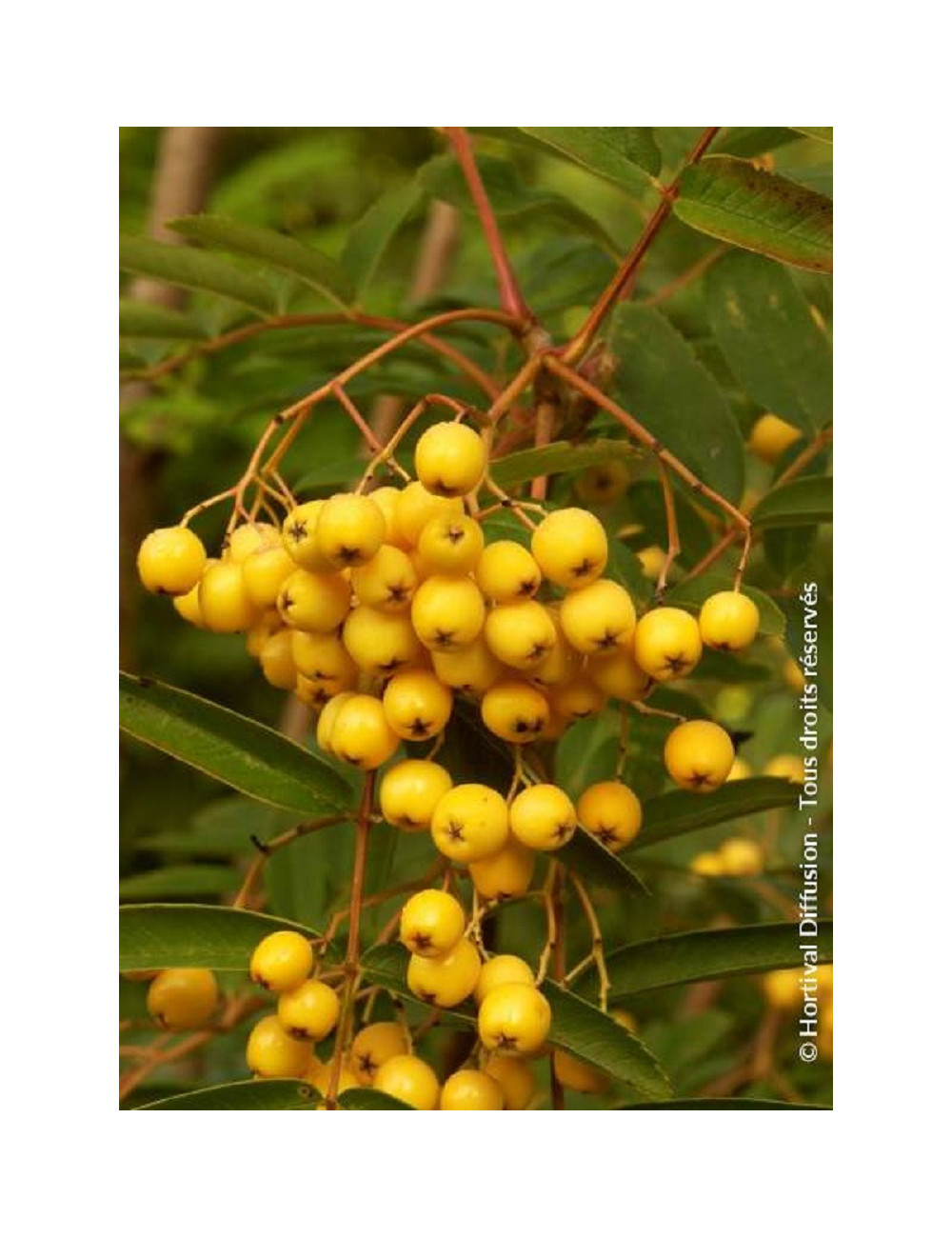 SORBUS aucuparia FASTIGIATA