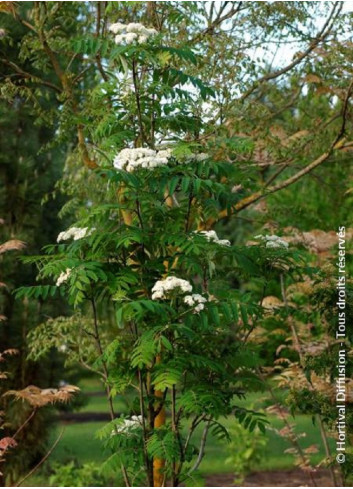 SORBUS aucuparia FASTIGIATA