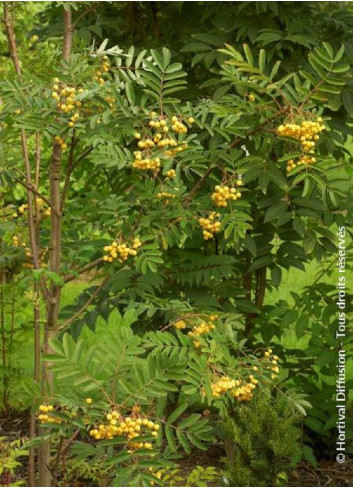 SORBUS aucuparia FASTIGIATA