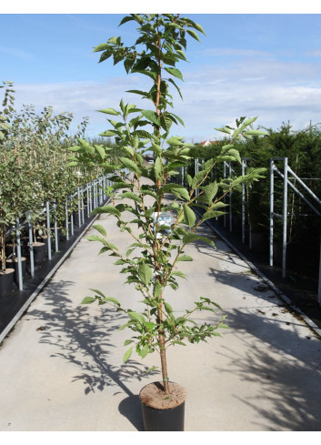 PRUNUS serrulata SUNSET BOULEVARD En pot de 12-15 litres forme baliveau