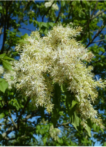 FRAXINUS ornus LOUISA LADY