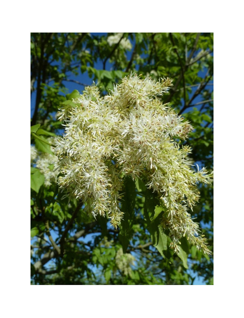 FRAXINUS ornus LOUISA LADY