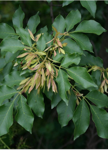 FRAXINUS ornus LOUISA LADY