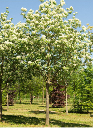 FRAXINUS ornus LOUISA LADY