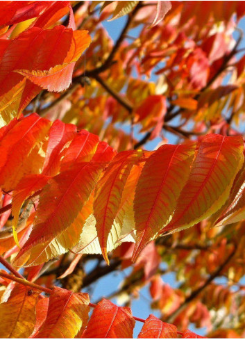 FRAXINUS pennsylvanica CIMMARON