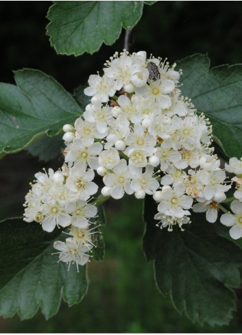 SORBUS aria MAGNIFICA