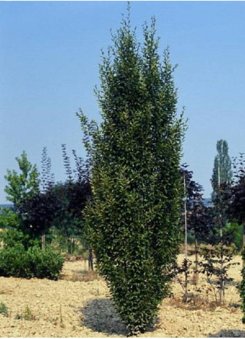 CARPINUS betulus FRANS FONTAINE