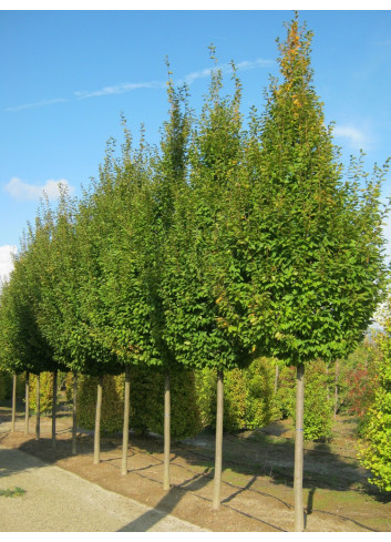 CARPINUS betulus FRANS FONTAINE