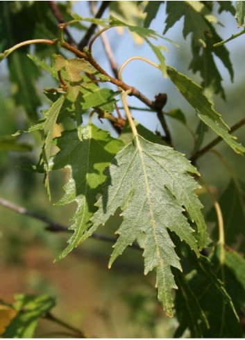 BETULA verrucosa DALECARLICA