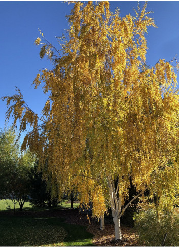 BETULA verrucosa DALECARLICA