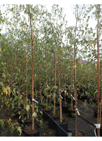 BETULA verrucosa DALECARLICA En pot de 15-20 litres forme baliveau