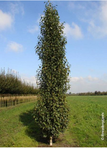 BETULA verrucosa FASTIGIATA