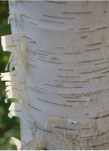 BETULA verrucosa FASTIGIATA