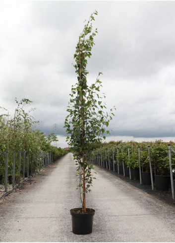 BETULA verrucosa FASTIGIATA En pot de 10-12 litres forme baliveau