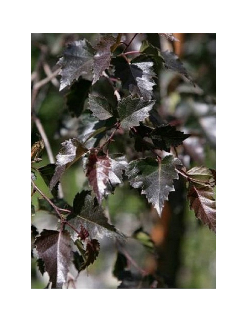 BETULA verrucosa PURPUREA