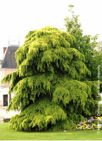 CEDRUS deodara AUREA