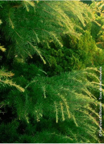 CEDRUS deodara AUREA