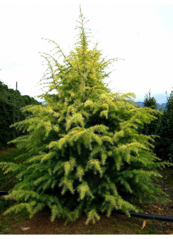 CEDRUS deodara AUREA