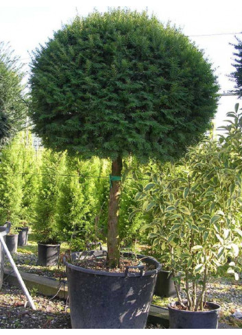 TAXUS baccata