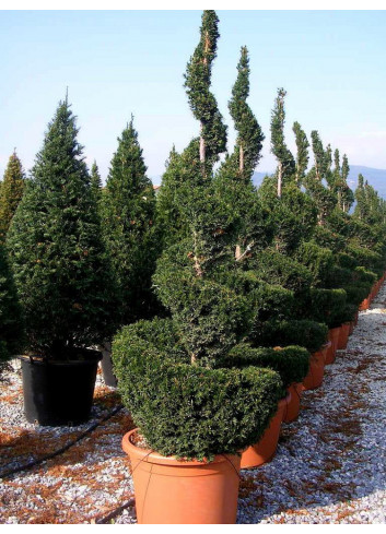 TAXUS baccata