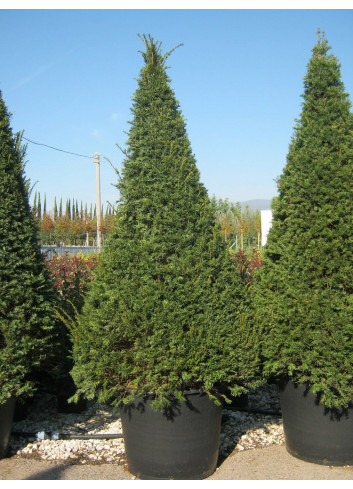 TAXUS baccata