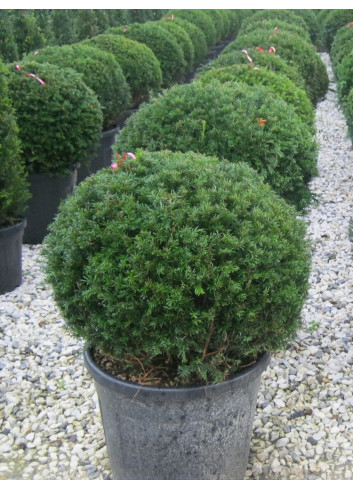 TAXUS baccata