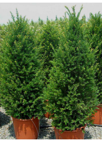 TAXUS baccata