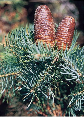 ABIES concolor