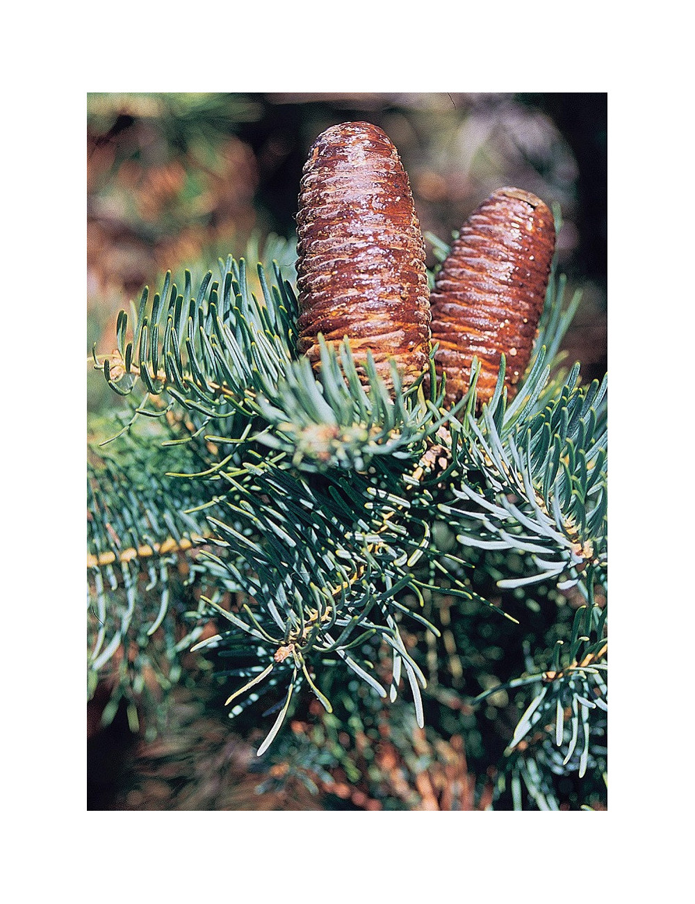 ABIES concolor