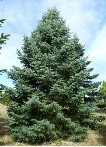 ABIES concolor