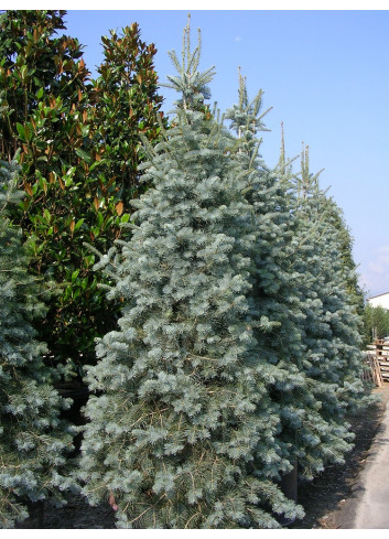 ABIES concolor