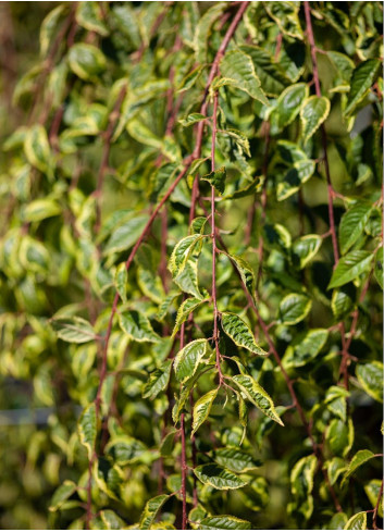 PRUNUS incisa FRILLY FROCK