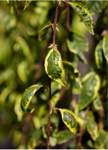 PRUNUS incisa FRILLY FROCK