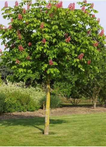 AESCULUS carnea BRIOTII