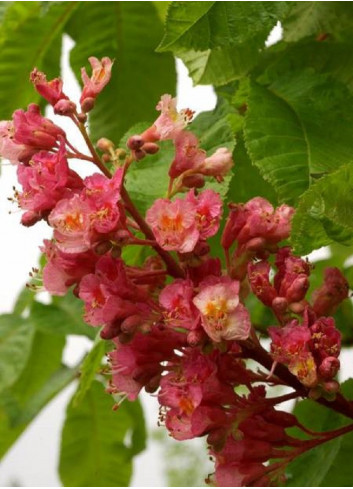 AESCULUS carnea BRIOTII