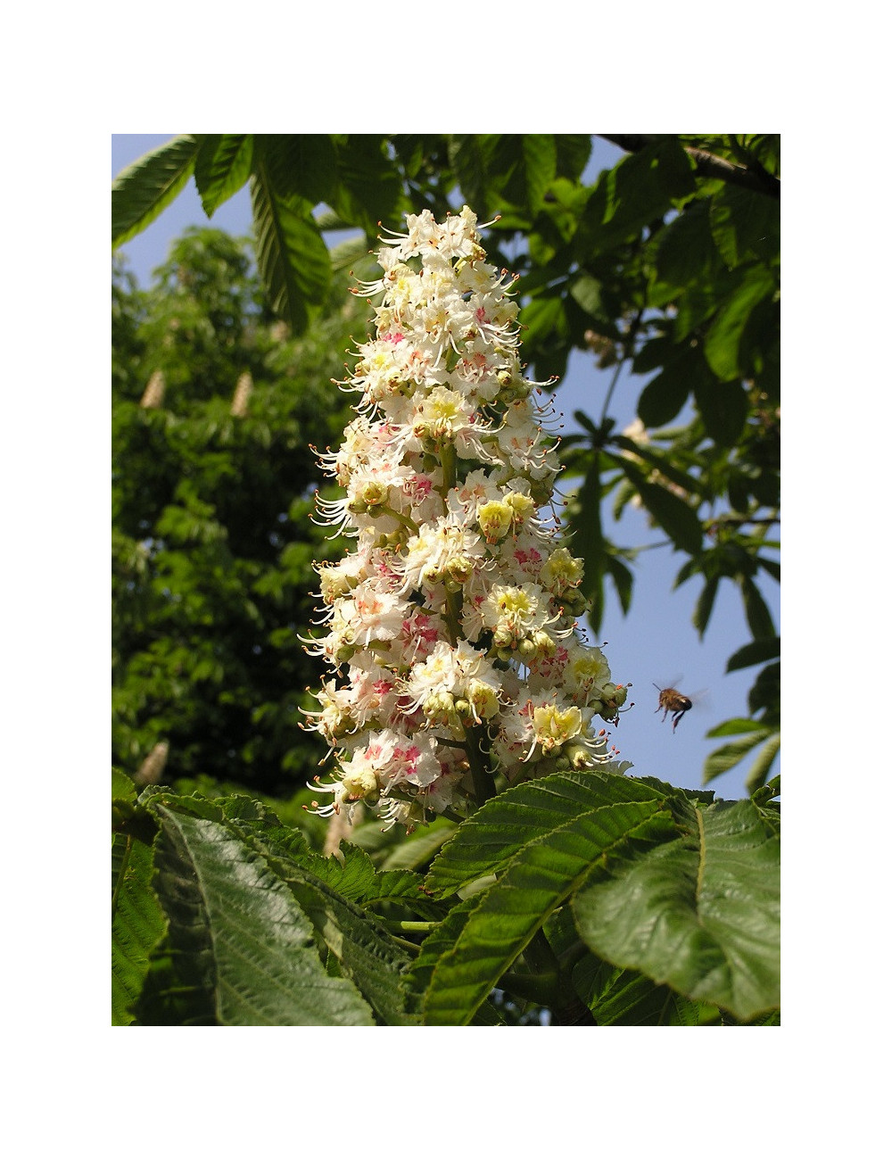 AESCULUS hippocastanum