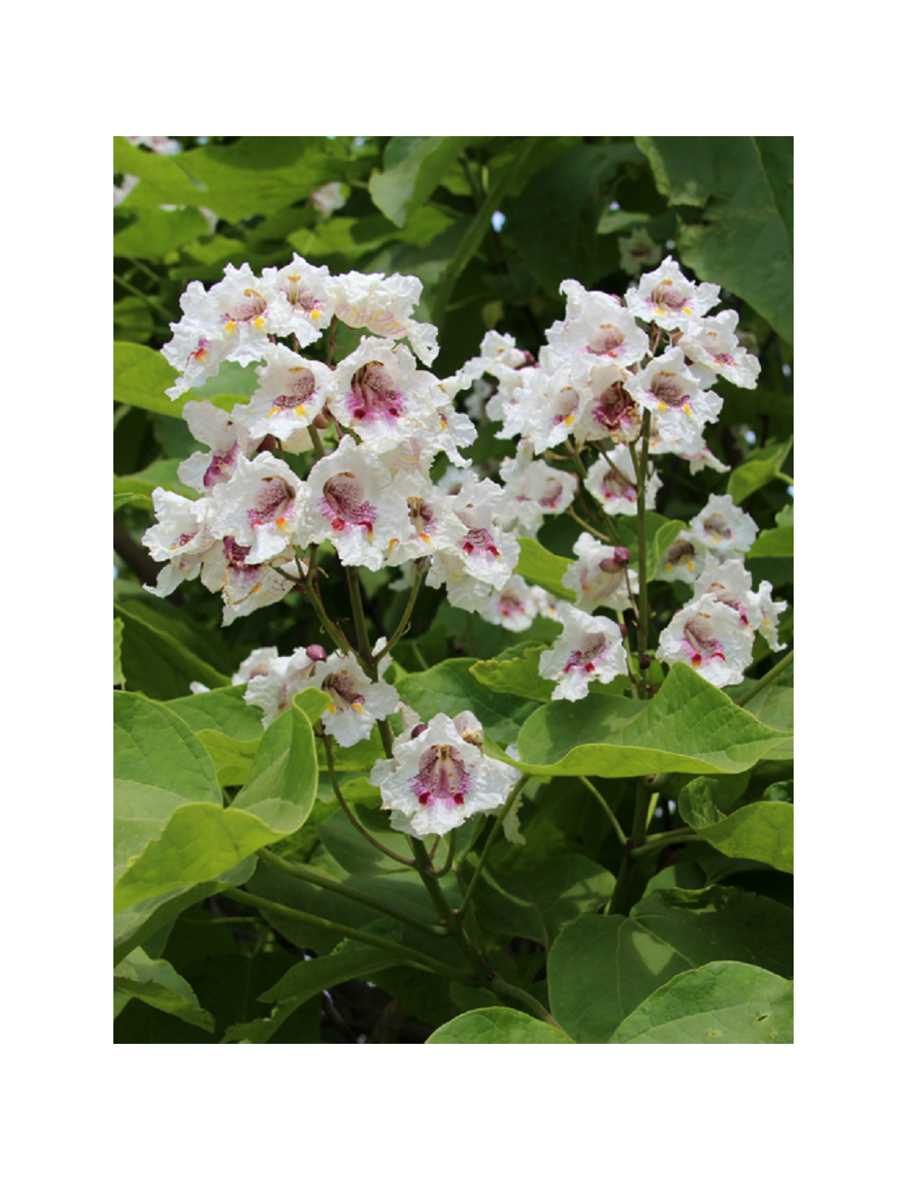 CATALPA bignonioides