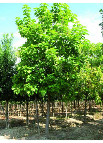 CATALPA bignonioides