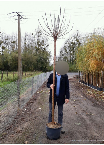 CATALPA bignonioides NANA En pot de 25-30 litres forme tige hauteur du tronc 180-200 cm