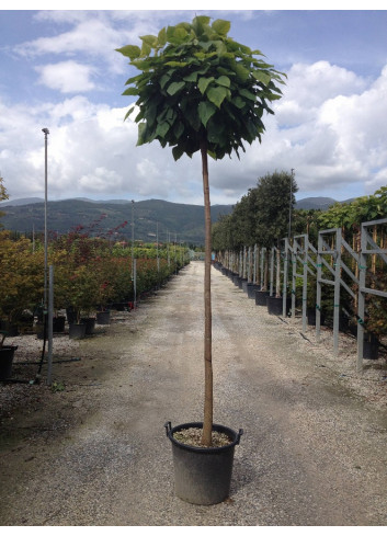 CATALPA bignonioides NANA En pot de 35-50 litres forme tige hauteur du tronc 180-200 cm